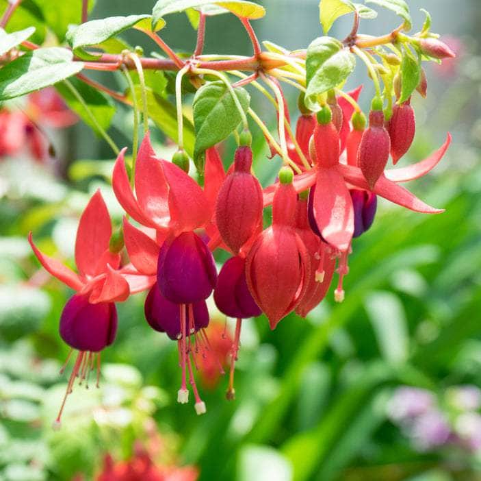 AcquaGarden Outdoor Plants Fuchsia 'Display'