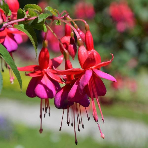 AcquaGarden Outdoor Plants Fuchsia 'Display'