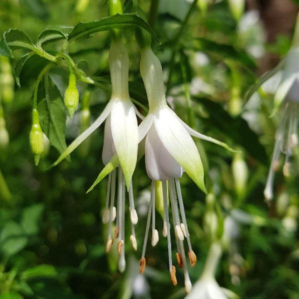 AcquaGarden Outdoor Plants Fuchsia 'Hawkshead'