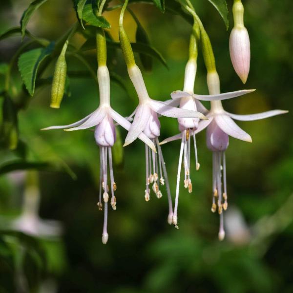 AcquaGarden Outdoor Plants Fuchsia 'Hawkshead'