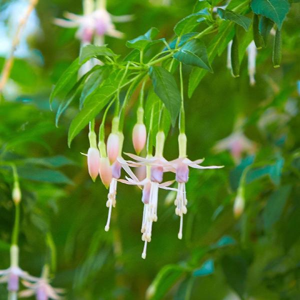 AcquaGarden Outdoor Plants Fuchsia 'Hawkshead'