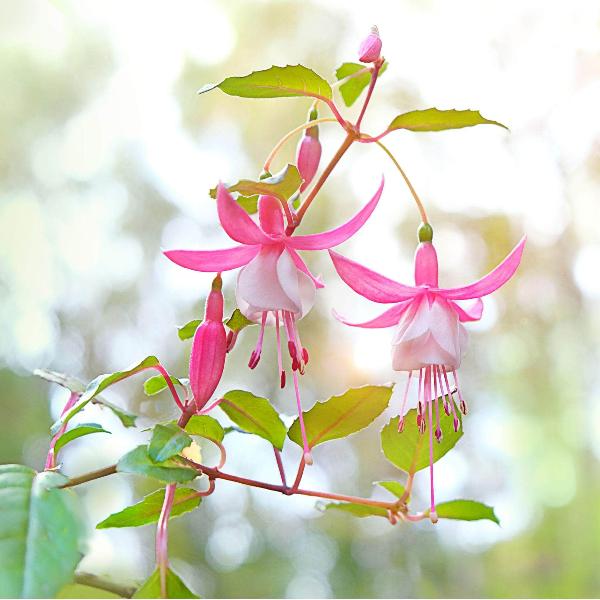 AcquaGarden Outdoor Plants Fuchsia 'Lady Thumb'