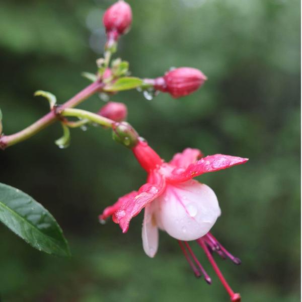 AcquaGarden Outdoor Plants Fuchsia 'Lady Thumb'