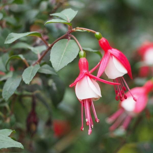 AcquaGarden Outdoor Plants Fuchsia 'Lady Thumb'