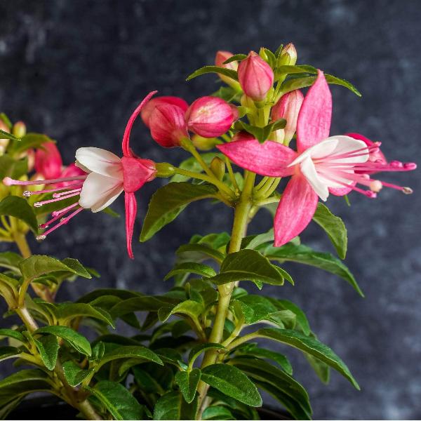 AcquaGarden Outdoor Plants Fuchsia 'Lady Thumb'