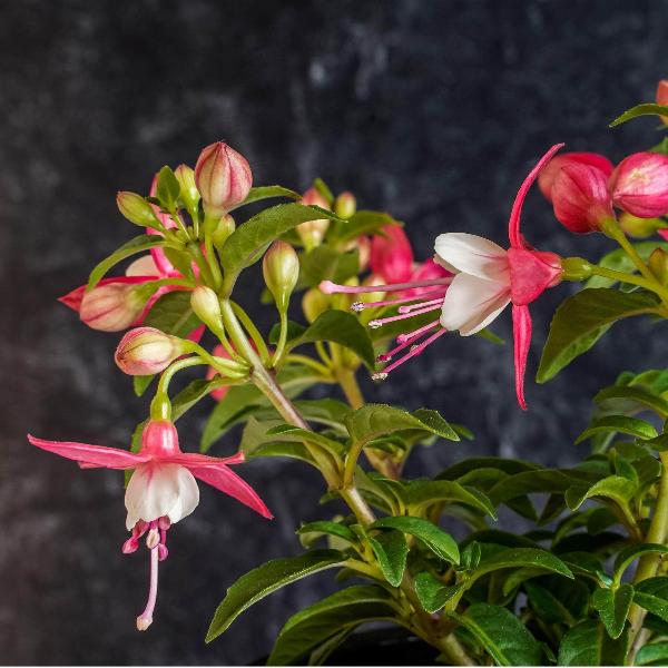 AcquaGarden Outdoor Plants Fuchsia 'Lady Thumb'