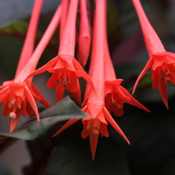 AcquaGarden Outdoor Plants Fuchsia 'Thalia'