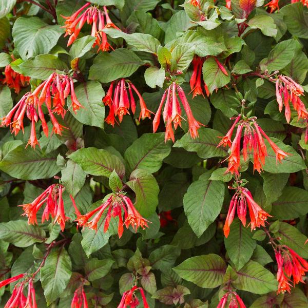 AcquaGarden Outdoor Plants Fuchsia 'Thalia'