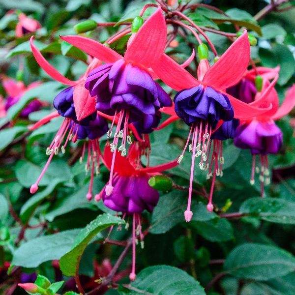 AcquaGarden Outdoor Plants Fuchsia 'Tom Thumb'