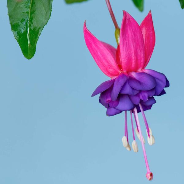 AcquaGarden Outdoor Plants Fuchsia 'Tom Thumb'