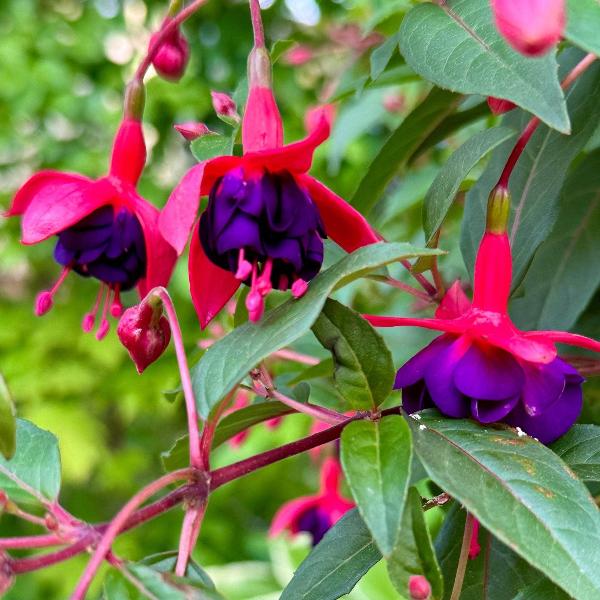 AcquaGarden Outdoor Plants Fuchsia 'Tom Thumb'