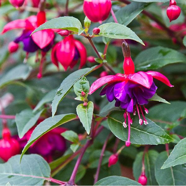 AcquaGarden Outdoor Plants Fuchsia 'Tom Thumb'