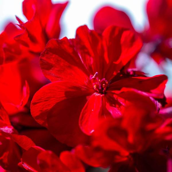 AcquaGarden Outdoor Plants Geranium 'Deep Scarlet'