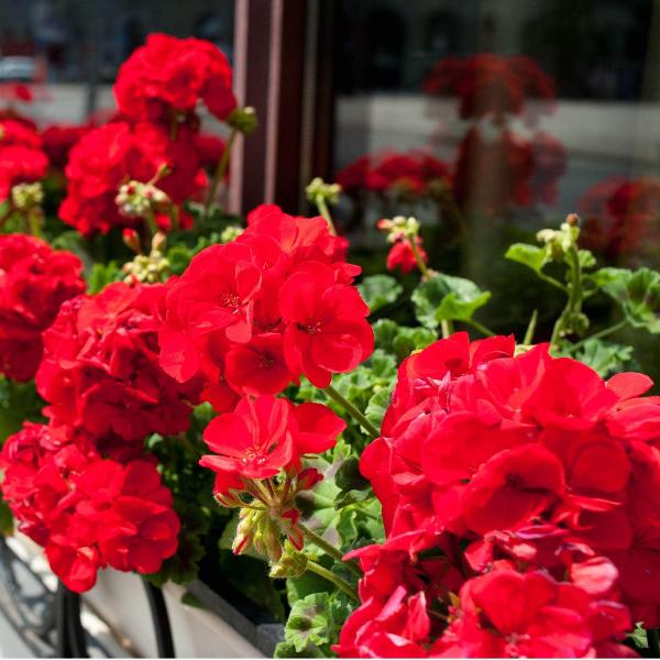 AcquaGarden Outdoor Plants Geranium 'Deep Scarlet'