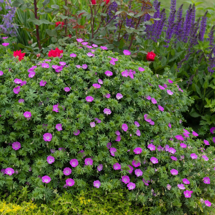 AcquaGarden Outdoor Plants Geranium 'Max Frei' 