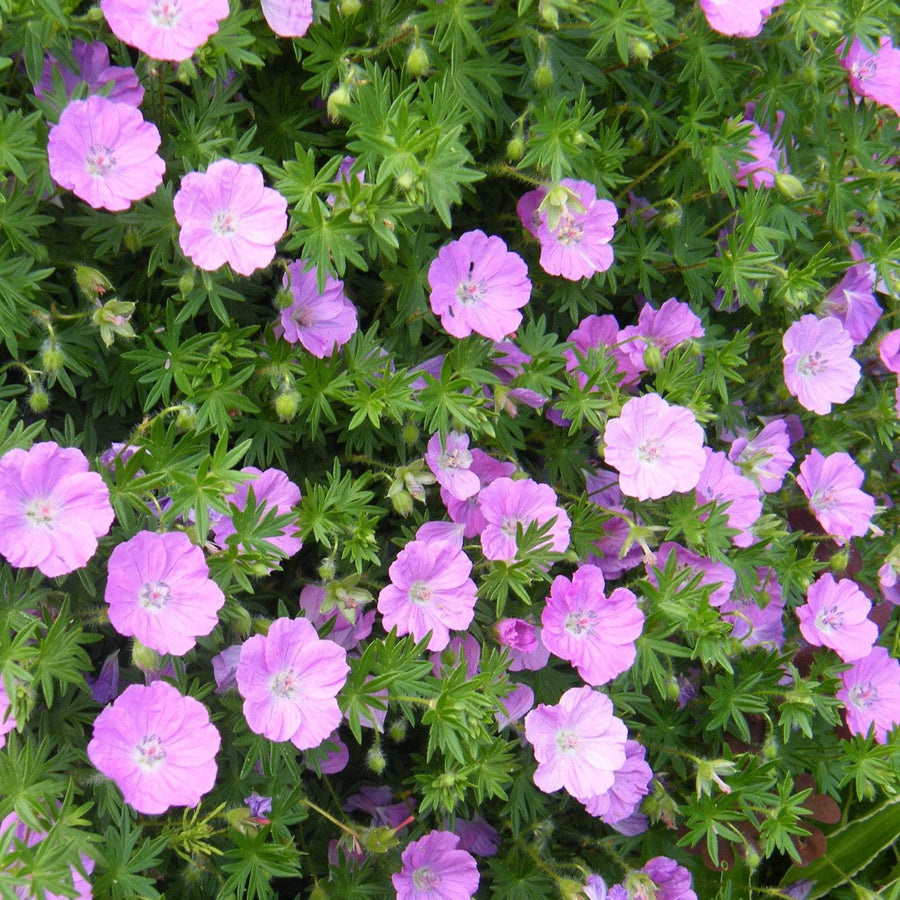 AcquaGarden Outdoor Plants Geranium 'Max Frei' 