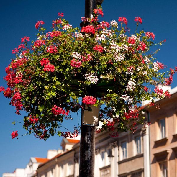 AcquaGarden Outdoor Plants Geranium 'Mixed'