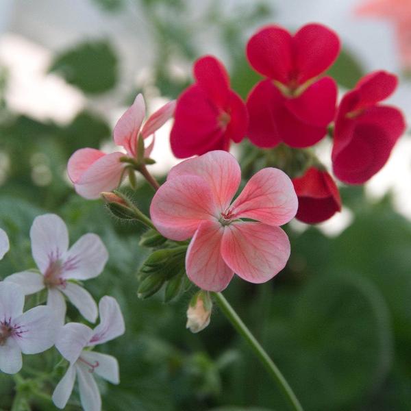 AcquaGarden Outdoor Plants Geranium 'Mixed'