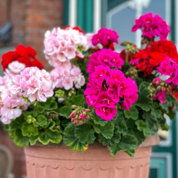 geranium mixed pot Vibrant Geranium Mix – AcquaGarden