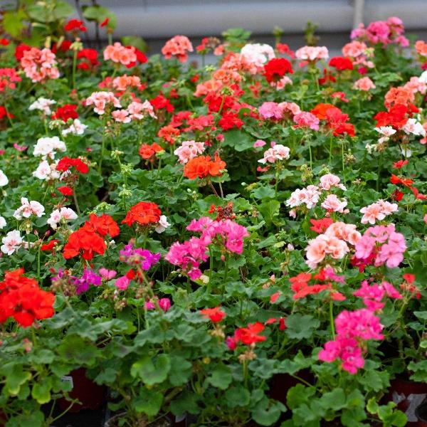 AcquaGarden Outdoor Plants Geranium 'Mixed'