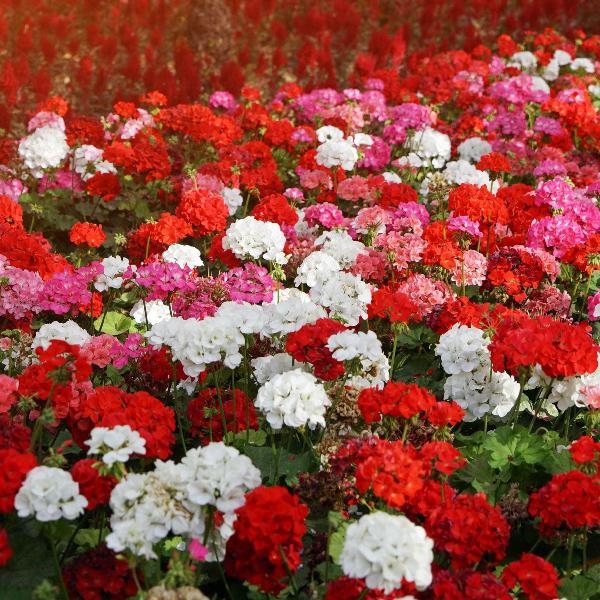 AcquaGarden Outdoor Plants Geranium 'Mixed'