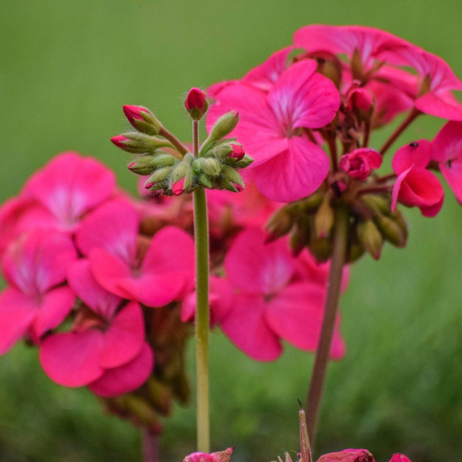 AcquaGarden Outdoor Plants Geranium 'Neon Rose'