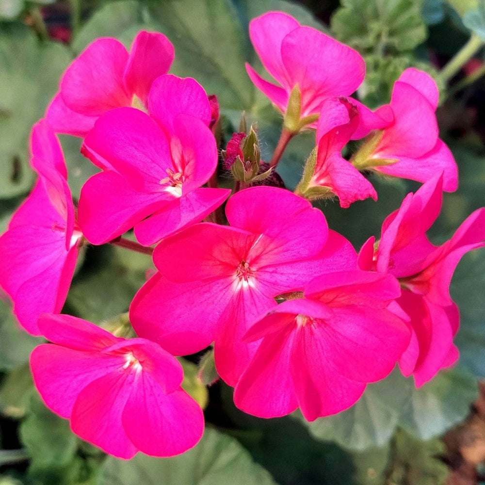AcquaGarden Outdoor Plants Geranium 'Neon Rose'