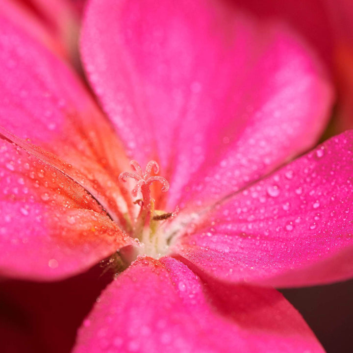 AcquaGarden Outdoor Plants Geranium 'Neon Rose'