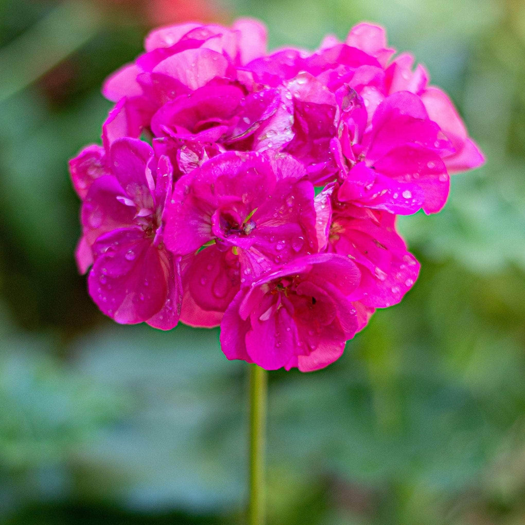 AcquaGarden Outdoor Plants Geranium 'Neon Rose'