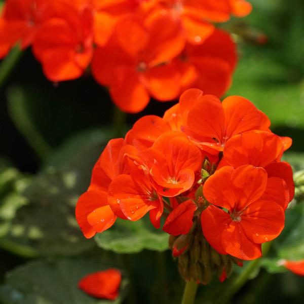AcquaGarden Outdoor Plants Geranium 'Orange'