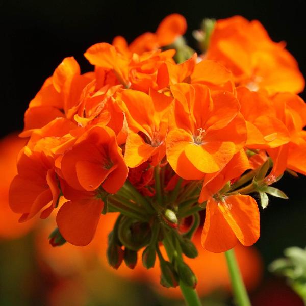 AcquaGarden Outdoor Plants Geranium 'Orange'