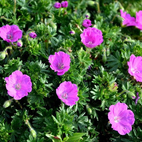 AcquaGarden Outdoor Plants Geranium 'Sandys Smile' 