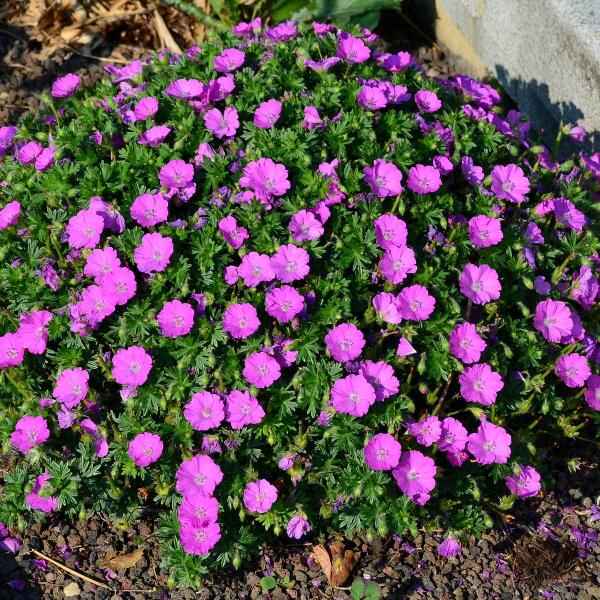 AcquaGarden Outdoor Plants Geranium 'Sandys Smile' 