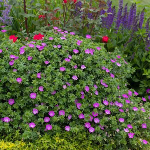 AcquaGarden Outdoor Plants Geranium 'Sandys Smile' 