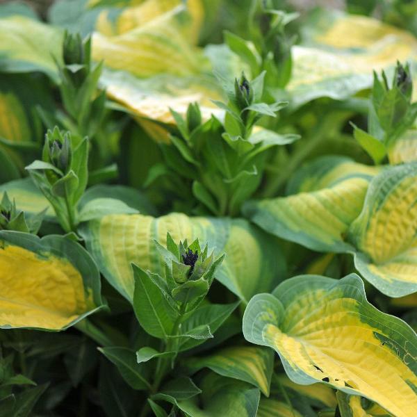 AcquaGarden Outdoor Plants Hosta 'Marmalade on Toast'