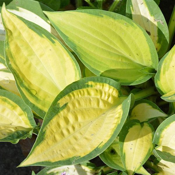 AcquaGarden Outdoor Plants Hosta 'Marmalade on Toast'