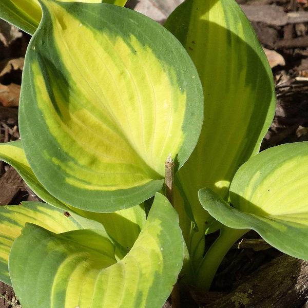 AcquaGarden Outdoor Plants Hosta 'Rainforest Sunrise'