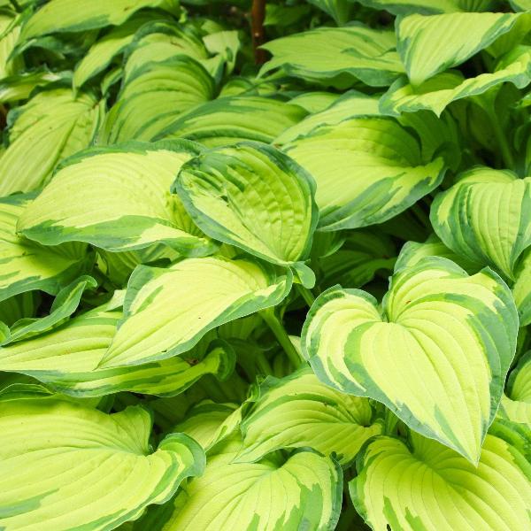 AcquaGarden Outdoor Plants Hosta 'Rainforest Sunrise'