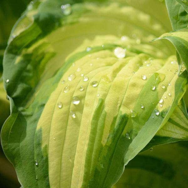 AcquaGarden Outdoor Plants Hosta 'Rainforest Sunrise'