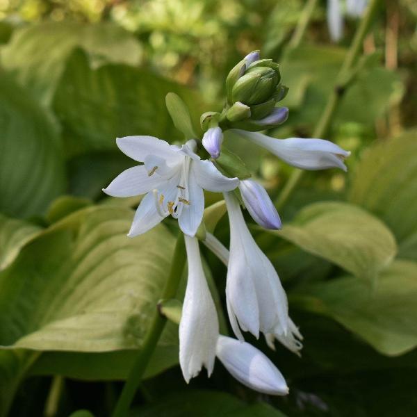 AcquaGarden Outdoor Plants Hosta 'Royal Standard'