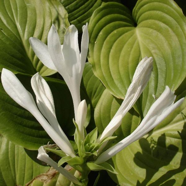 AcquaGarden Outdoor Plants Hosta 'Royal Standard'