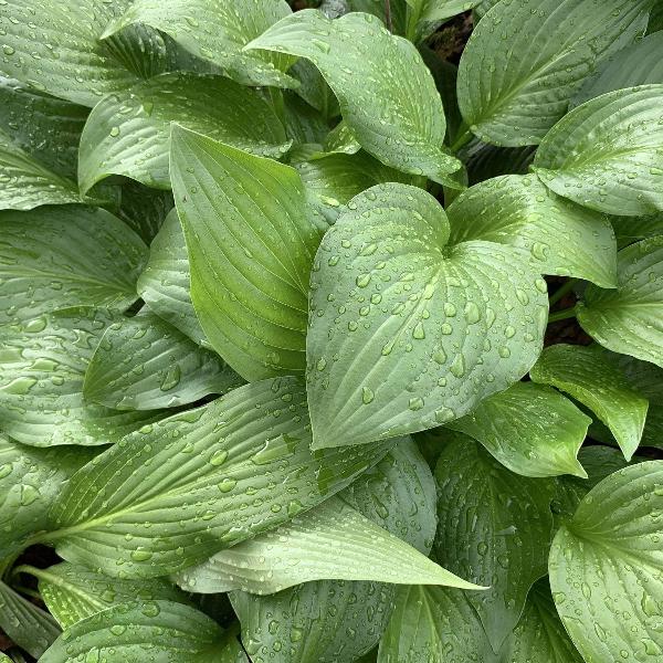 AcquaGarden Outdoor Plants Hosta 'Royal Standard'