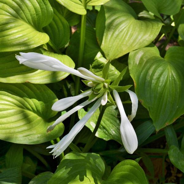 AcquaGarden Outdoor Plants Hosta 'Royal Standard'