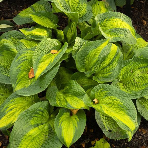 AcquaGarden Outdoor Plants Hosta 'Sunset Groove'
