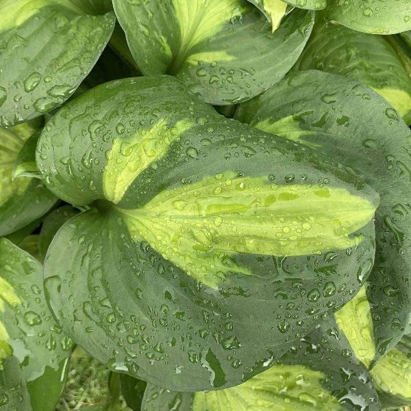 AcquaGarden Outdoor Plants Hosta 'Sunset Groove'