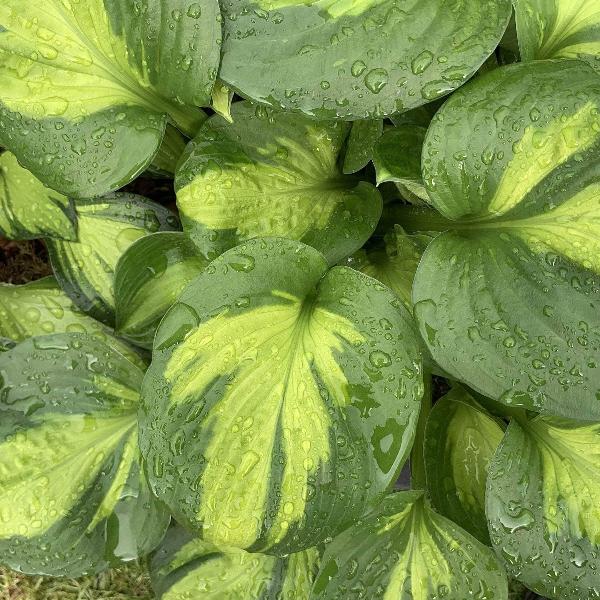 AcquaGarden Outdoor Plants Hosta 'Sunset Groove'
