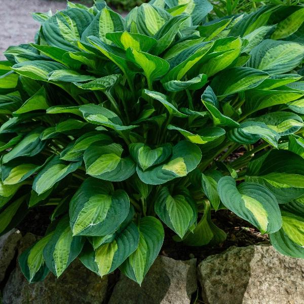 AcquaGarden Outdoor Plants Hosta 'Sunset Groove'