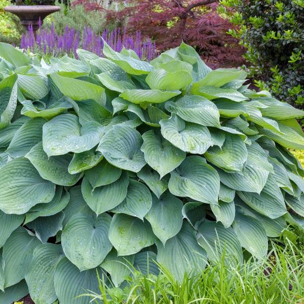 AcquaGarden Outdoor Plants Hosta 'T Rex'