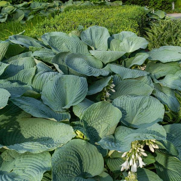 AcquaGarden Outdoor Plants Hosta 'T Rex'