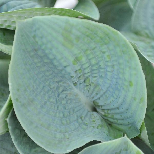 AcquaGarden Outdoor Plants Hosta 'T Rex'